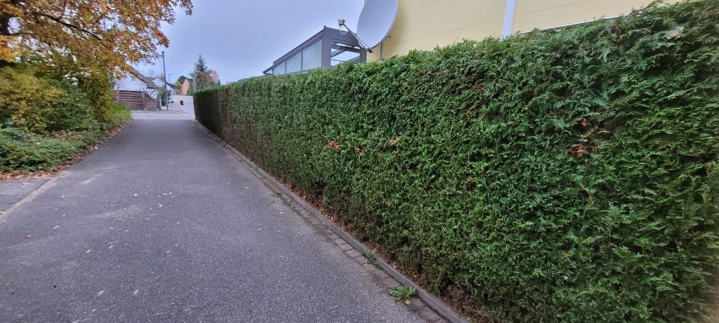 Gepflegte, gerade geschnittene Heckenreihe